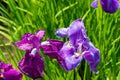 Iris ensata var. ensata at Umenomiya Shrine Umenomiya taisha in Kyoto, Japan Royalty Free Stock Photo