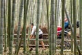 Bamboo Grove in the Beautiful Kameyama Park near Katsura River in Arashiyama, Kyoto, Japan. Rickshaw riding tourists Royalty Free Stock Photo