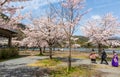 Beautiful Arashiyama Park near Katsura River in Arashiyama, Kyoto, Japan Royalty Free Stock Photo