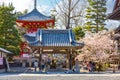 Beautiful full bloom Cherry Blossom - Sakura in scenic spring time at Chion-in temple