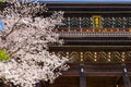 Beautiful full bloom Cherry Blossom - Sakura in scenic spring time at Chion-in temple