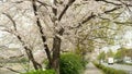 Cherry blossom trees along Kawabata street in Kyoto