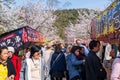 Cherry blossom festival in Maruyama Park. Kyoto, Japan Royalty Free Stock Photo