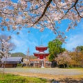 Daikakuji Temple with Beautiful full bloom cherry blossom garden in spring time