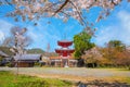 Daikakuji Temple with Beautiful full bloom cherry blossom garden in spring time