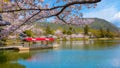 Daikakuji Temple with Beautiful full bloom cherry blossom garden in spring time