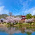 Daikakuji Temple with Beautiful full bloom cherry blossom garden in spring time