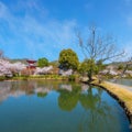 Daikakuji Temple with Beautiful full bloom cherry blossom garden in spring time Royalty Free Stock Photo