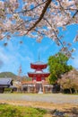 Daikakuji Temple with Beautiful full bloom cherry blossom garden in spring time