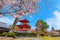 Daikakuji Temple with Beautiful full bloom cherry blossom garden in spring time