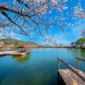 Daikakuji Temple with Beautiful full bloom cherry blossom garden in spring time