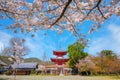 Daikakuji Temple with Beautiful full bloom cherry blossom garden in spring time