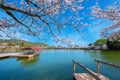 Daikakuji Temple with Beautiful full bloom cherry blossom garden in spring time