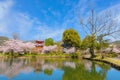 Daikakuji Temple with Beautiful full bloom cherry blossom garden in spring time