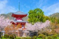 Daikakuji Temple with Beautiful full bloom cherry blossom garden in spring time