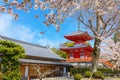 Daikakuji Temple with Beautiful full bloom cherry blossom garden in spring time