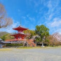Daikakuji Temple with Beautiful full bloom cherry blossom garden in spring time