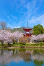 Daikakuji Temple in Kyoto, Japan with Beautiful full bloom cherry blossom garden