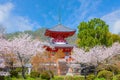 Daikakuji Temple in Kyoto, Japan with Beautiful full bloom cherry blossom garden