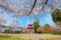 Daikakuji Temple with Beautiful full bloom cherry blossom garden in spring time