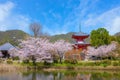 Daikakuji Temple with Beautiful full bloom cherry blossom garden in spring time