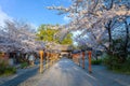 Hirano-jinja is the site of a cherry blossom festival annually since 985 during the reign of Emperor Royalty Free Stock Photo