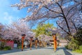 Hirano-jinja is the site of a cherry blossom festival annually since 985 during the reign of Emperor Royalty Free Stock Photo