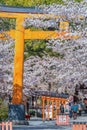 Kyoto, Japan - March 29 2023: Hirano-jinja is the site of a cherry blossom festival annually since 985 during the reign of Emperor Royalty Free Stock Photo