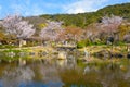 Unidentified people spend time in a beautiful full bloom Cherry Blossom - Sakura in scenic spring