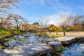 Beautiful full bloom Cherry Blossom - Sakura in scenic spring