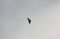 Birds fly over the Kamo Gawa River, Kyoto Royalty Free Stock Photo