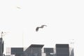 Birds fly over the Kamo Gawa River, Kyoto Royalty Free Stock Photo