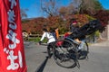 Unidentified tourists on rickshaw enjoy autumn colors along Hozu gawa river at Arashiyama