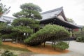 Rikusyunomatsu pine tree in Kinkaku temple, Kyoto