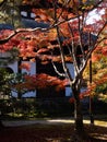Fall colors on the grounds of Tofukuji temple - Kyoto, Japan Royalty Free Stock Photo
