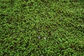Beautiful Green moss in a garden