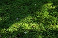 Beautiful Green moss in a garden