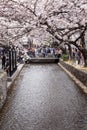 Kyoto, Japan, 04/05/2017: Sakura blossom in the city. Royalty Free Stock Photo