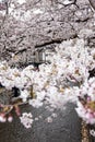 Kyoto, Japan, 04/05/2017: Sakura blossom in the city. Royalty Free Stock Photo