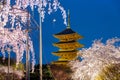 Kyoto, Japan at Toji Pagoda with cherry blossomin ligh up in night. Spring season at Kyoto, Japan.