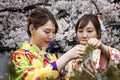 Kyoto, Japan, 04/05/2017: Young Japanese girls in national costumes of a kimono are photographed against a background of blooming Royalty Free Stock Photo