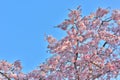 Kyoto Kamo river Kamogawa river side cherry blossom, Kyoto, Japan Royalty Free Stock Photo