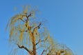 Kyoto Kamo river Kamogawa river side willow tree, Kyoto, Japan Royalty Free Stock Photo