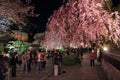 Kyoto night hanami Royalty Free Stock Photo