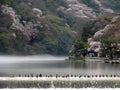 Kyoto Spring Royalty Free Stock Photo