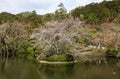 Kyoyochi pond in Ryoanji Temple in the spring, Kyoto, Japan