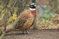 Kyrghyz common pheasant