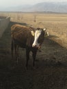 Kyrgyz naryn animals home cow