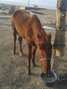 Kyrgyz naryn animals home horse