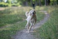 Kyrgyzian Sight hound Taigan dog running on the grass